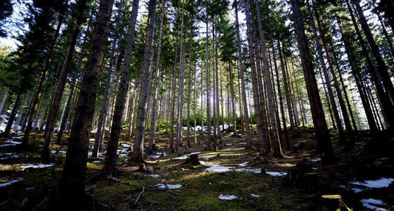 Large thumb pezi 1024 03