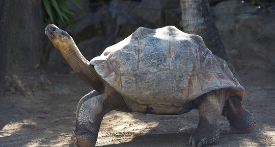 Large thumb  pezi 8715