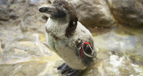 Large thumb  pezi 8957