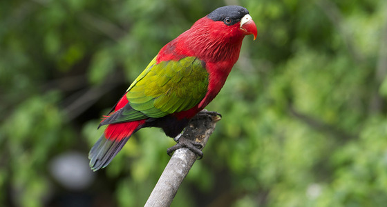 Large thumb  pezi 9132