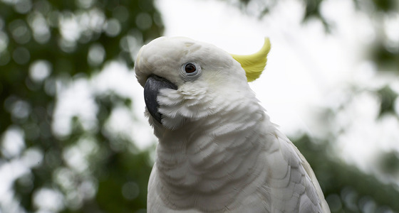 Large thumb  pezi 9125