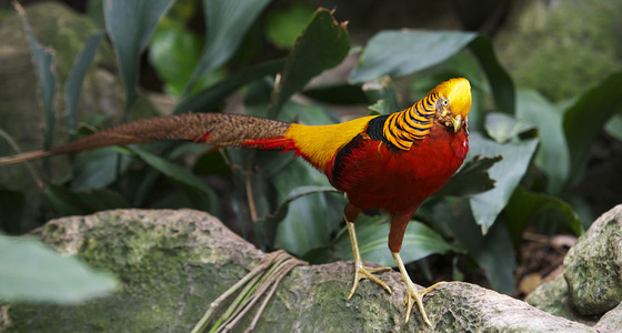 Large thumb  pezi 9147