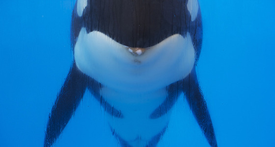 Large thumb  pezi 8783