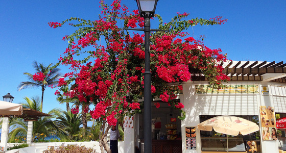 Large thumb  pezi 1140