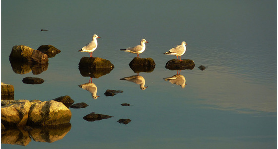 Large thumb momentedie sechs von der donau a22530909