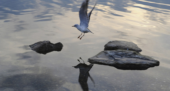 Large thumb pezi 1690