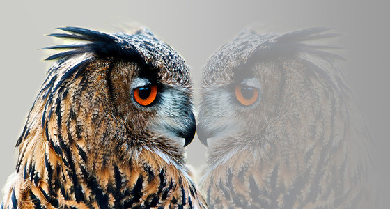 Large thumb hugo kopie