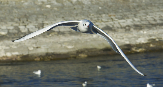 Large thumb  pezi 0241