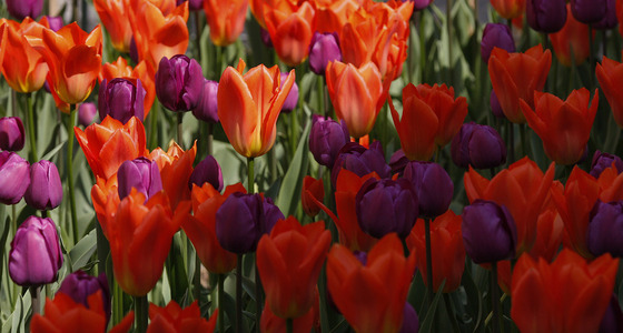 Large thumb 976 kopie