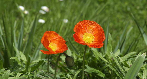 Large thumb 4960 kopie