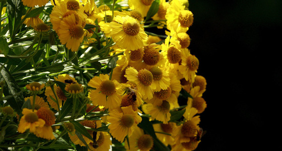 Large thumb blumen 530ba701 54e3 4ada 8c69 3f7ae94bdf40