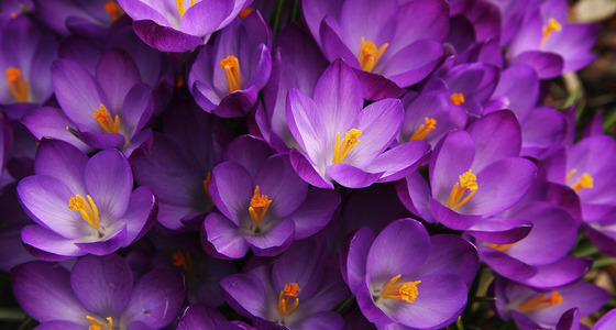 Large thumb img 9154 kopie