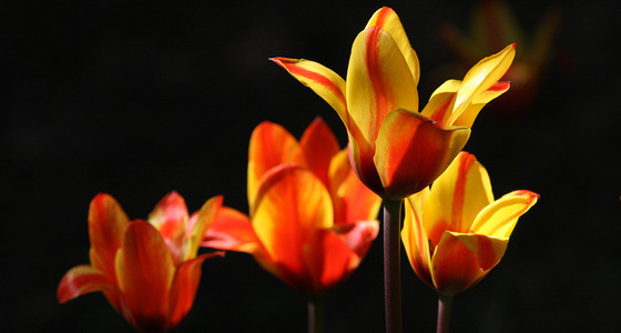 Large thumb o   642 kopie