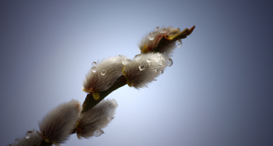 Large thumb 8034 kopie