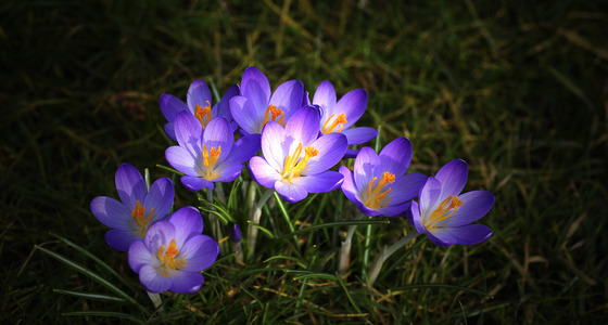 Large thumb  pez6022