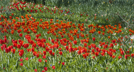 Large thumb pezi 0566